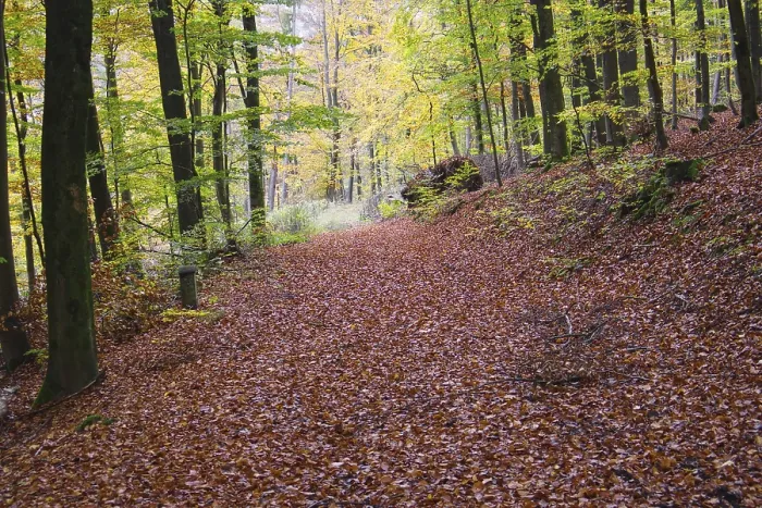 Gerahmter Druck : Ein Waldweg bedeckt von Laub. Gerahmter Druck : Ein Waldweg bedeckt von Laub.
