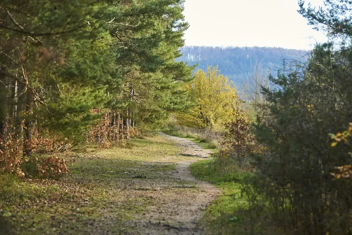 Gerahmter Druck : Waldbahn am Rande des Waldes im Herbst. Gerahmter Druck : Waldbahn am Rande des Waldes im Herbst.