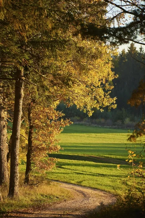 Gerahmter Druck : Waldweg am Rande des Waldes im Herbst. Gerahmter Druck : Waldweg am Rande des Waldes im Herbst.