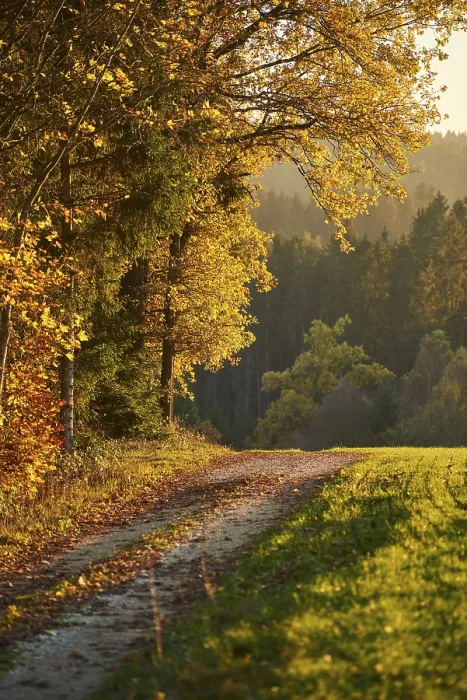 Gerahmter Druck : Waldbahn am Rande des Waldes im Herbst. Gerahmter Druck : Waldbahn am Rande des Waldes im Herbst.