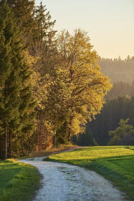 Gerahmter Druck : Waldbahn am Rande des Waldes im Herbst. Gerahmter Druck : Waldbahn am Rande des Waldes im Herbst.