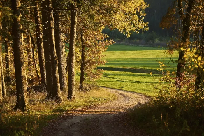 Gerahmter Druck : Waldweg am Rande des Waldes im Herbst. Gerahmter Druck : Waldweg am Rande des Waldes im Herbst.
