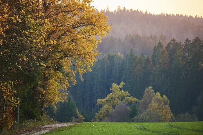 Gerahmter Druck : Waldbahn am Rande des Waldes im Herbst. Gerahmter Druck : Waldbahn am Rande des Waldes im Herbst.