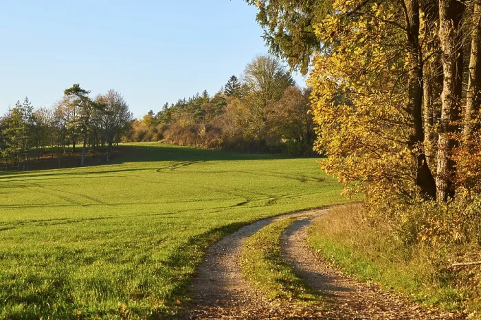 Gerahmter Druck : Waldbahn am Rande des Waldes im Herbst. Gerahmter Druck : Waldbahn am Rande des Waldes im Herbst.