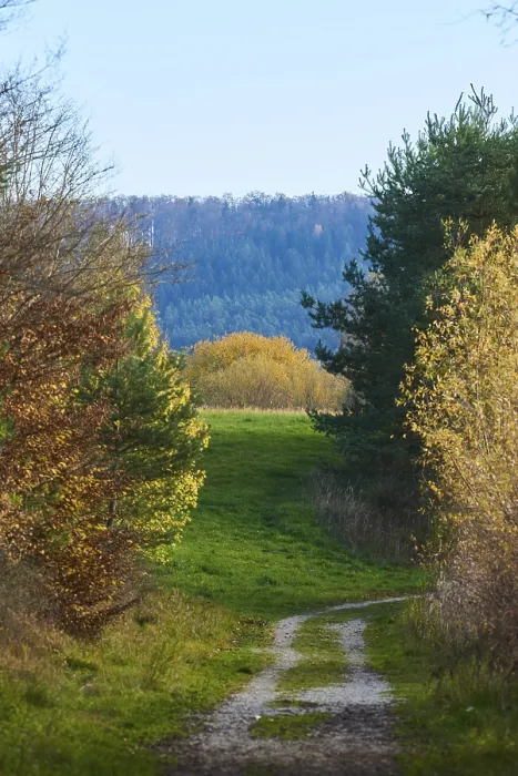 Gerahmter Druck : Waldbahn am Rande des Waldes im Herbst. Gerahmter Druck : Waldbahn am Rande des Waldes im Herbst.