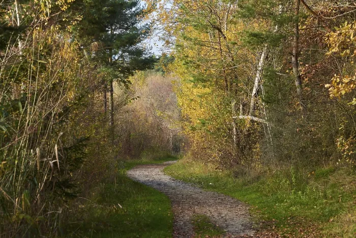 Gerahmter Druck : Waldbahn am Rande des Waldes im Herbst. Gerahmter Druck : Waldbahn am Rande des Waldes im Herbst.