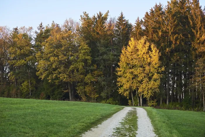 Gerahmter Druck : Waldbahn am Rande des Waldes im Herbst. Gerahmter Druck : Waldbahn am Rande des Waldes im Herbst.