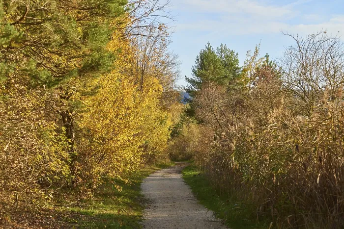 Gerahmter Druck : Waldweg am Rande des Waldes im Herbst. Gerahmter Druck : Waldweg am Rande des Waldes im Herbst.