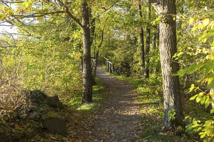 Gerahmter Druck : Waldbahn im Abendlicht.