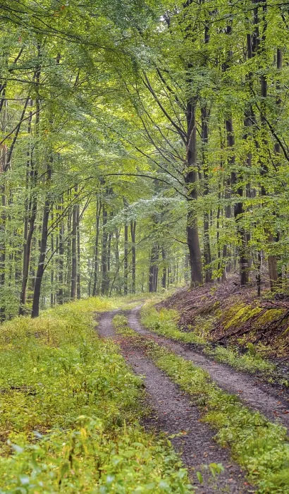 Gerahmter Druck : Waldweg im Wald, Thüringen, Deutschland. Gerahmter Druck : Waldweg im Wald, Thüringen, Deutschland.