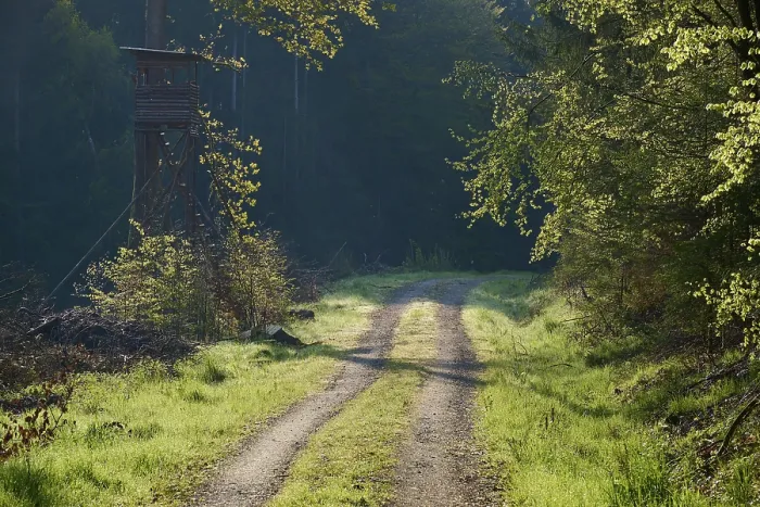 Gerahmter Druck : Waldweg, Jägerhütte, Rücklicht. Gerahmter Druck : Waldweg, Jägerhütte, Rücklicht.