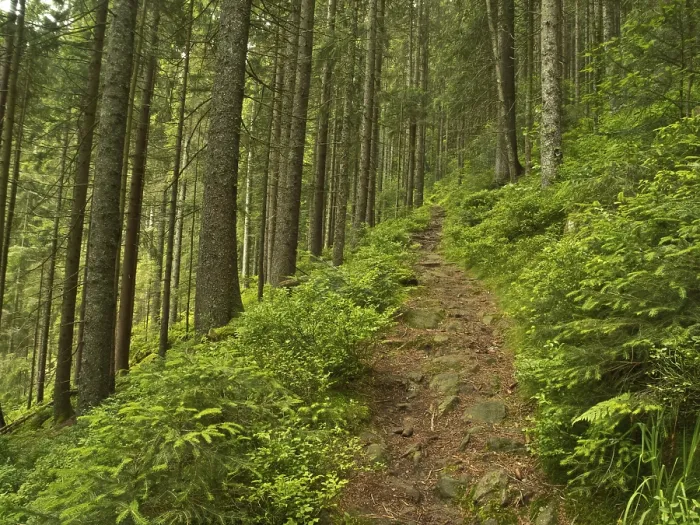 Gerahmter Druck : Waldbahn über Huzenbacher See Gerahmter Druck : Waldbahn über Huzenbacher See