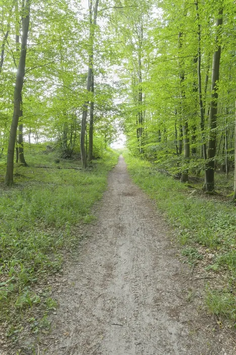 Gerahmter Druck : Waldweg, Langenberg, Bansin Gerahmter Druck : Waldweg, Langenberg, Bansin