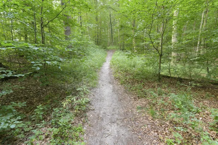 Gerahmter Druck : Waldweg, Langenberg, Bansin Gerahmter Druck : Waldweg, Langenberg, Bansin