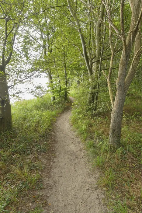 Gerahmter Druck : Waldbahn, Langenberg, Bansin Gerahmter Druck : Waldbahn, Langenberg, Bansin