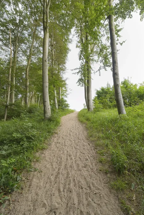 Gerahmter Druck : Waldbahn, Langenberg, Bansin Gerahmter Druck : Waldbahn, Langenberg, Bansin