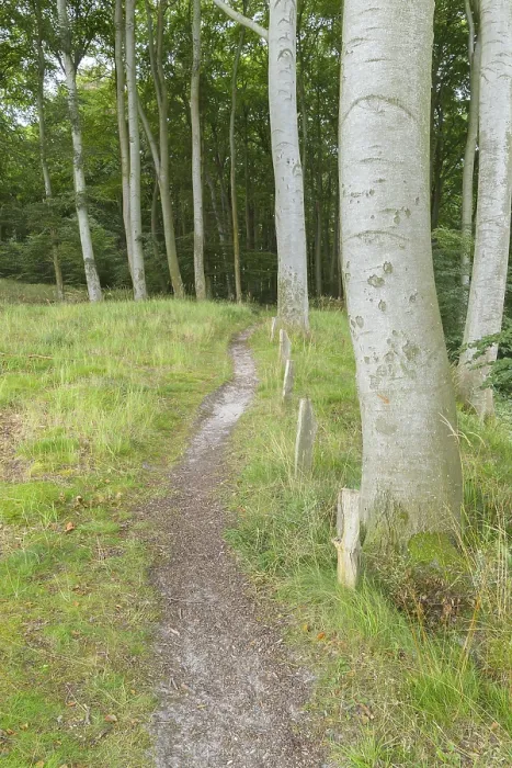 Gerahmter Druck : Waldbahn, Langenberg, Bansin Gerahmter Druck : Waldbahn, Langenberg, Bansin