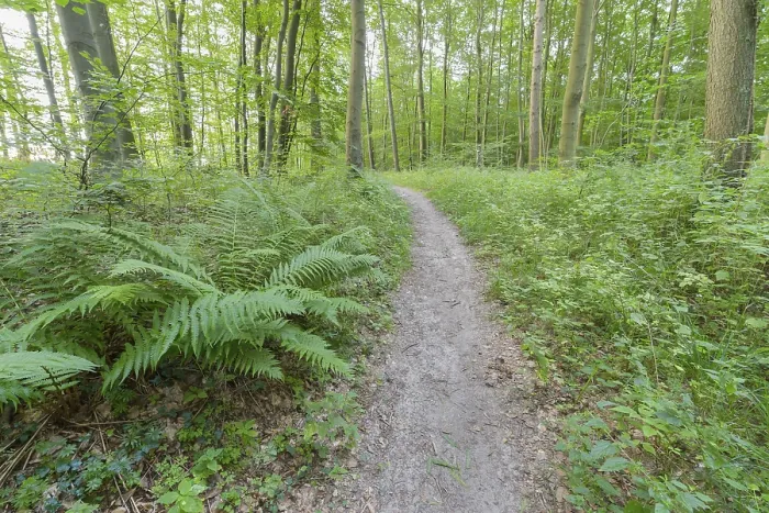 Gerahmter Druck : Waldweg, Langenberg, Bansin Gerahmter Druck : Waldweg, Langenberg, Bansin