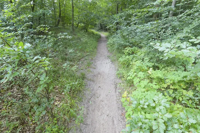 Gerahmter Druck : Waldweg, Langenberg, Bansin Gerahmter Druck : Waldweg, Langenberg, Bansin