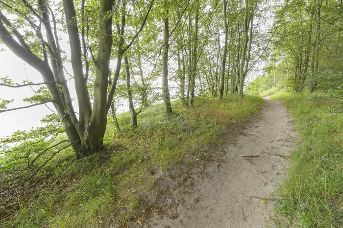 Gerahmter Druck : Waldweg, Langenberg, Bansin. Gerahmter Druck : Waldweg, Langenberg, Bansin.