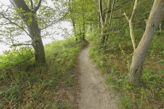 Gerahmter Druck : Waldweg, Langenberg, Bansin Gerahmter Druck : Waldweg, Langenberg, Bansin