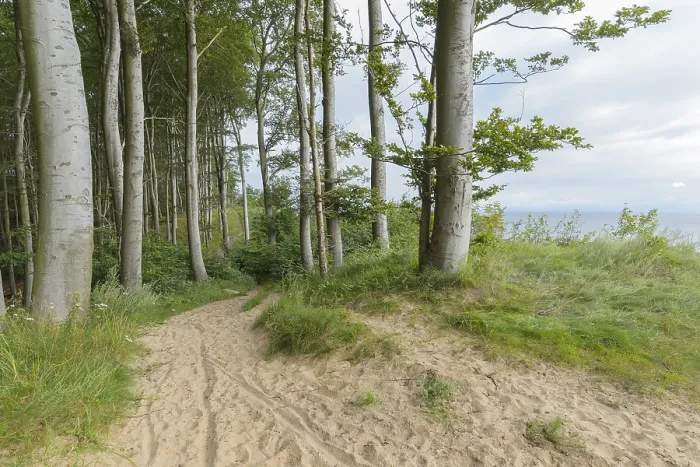 Gerahmter Druck : Waldweg im Langenberg bei Bansin, Usedom, Ostsee, Vorpommern, Deutschland Gerahmter Druck : Waldweg im Langenberg bei Bansin, Usedom, Ostsee, Vorpommern, Deutschland