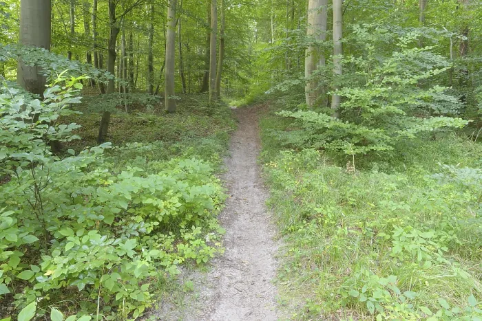 Gerahmter Druck : Waldweg im Langenberg, Bansin Gerahmter Druck : Waldweg im Langenberg, Bansin