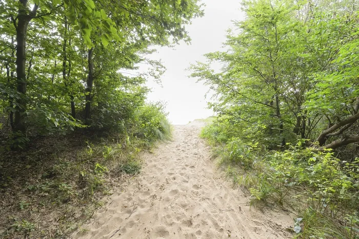 Gerahmter Druck : Waldweg, Langenberg, Bansin Gerahmter Druck : Waldweg, Langenberg, Bansin