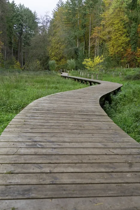 Gerahmter Druck : Waldweg in Luxemburg. Gerahmter Druck : Waldweg in Luxemburg.