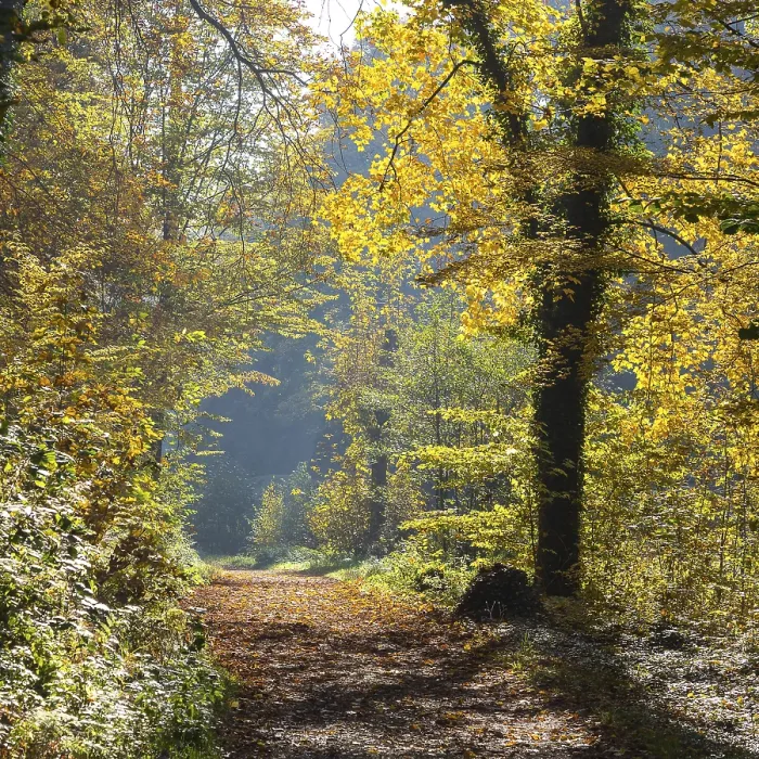 Gerahmter Druck : Waldweg durch den Rabenauer Grund Gerahmter Druck : Waldweg durch den Rabenauer Grund