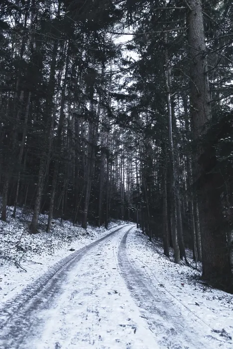 Gerahmter Druck : Waldweg mit Schnee, Ternitz. Gerahmter Druck : Waldweg mit Schnee, Ternitz.