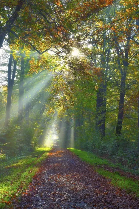 Gerahmter Druck : Waldweg mit Sonnenstrahlen, Niederrhein Gerahmter Druck : Waldweg mit Sonnenstrahlen, Niederrhein