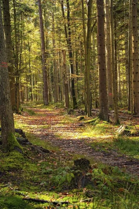 Gerahmter Druck : Waldweg mit Sonnenlicht, Schomberg. Gerahmter Druck : Waldweg mit Sonnenlicht, Schomberg.
