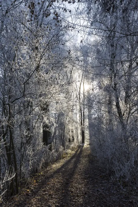 Gerahmter Druck : Waldweg im Winter. Gerahmter Druck : Waldweg im Winter.