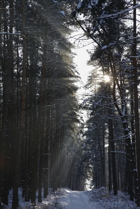 Gerahmter Druck : Waldweg im Winterlandschaft von Moryn. Gerahmter Druck : Waldweg im Winterlandschaft von Moryn.