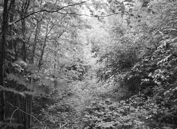 Gerahmter Druck : Wald in Roa, Norwegen Gerahmter Druck : Wald in Roa, Norwegen