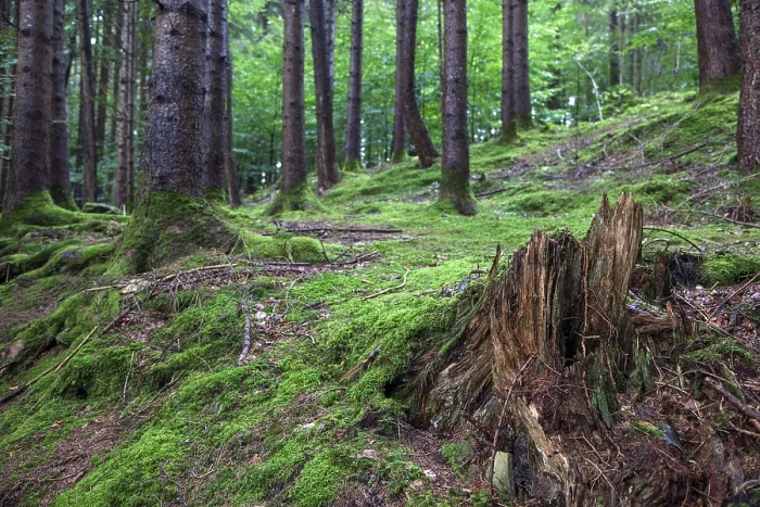 Gerahmter Druck : Waldboden bedeckt mit Moos zwischen Bäumen. Gerahmter Druck : Waldboden bedeckt mit Moos zwischen Bäumen.
