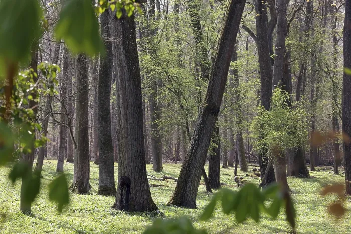Gerahmter Druck : Wald im Frühling. Gerahmter Druck : Wald im Frühling.