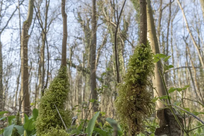Gerahmter Druck : Frühling in einem Wald, zwei Baumstämme sind mit Moos bedeckt. Gerahmter Druck : Frühling in einem Wald, zwei Baumstämme sind mit Moos bedeckt.
