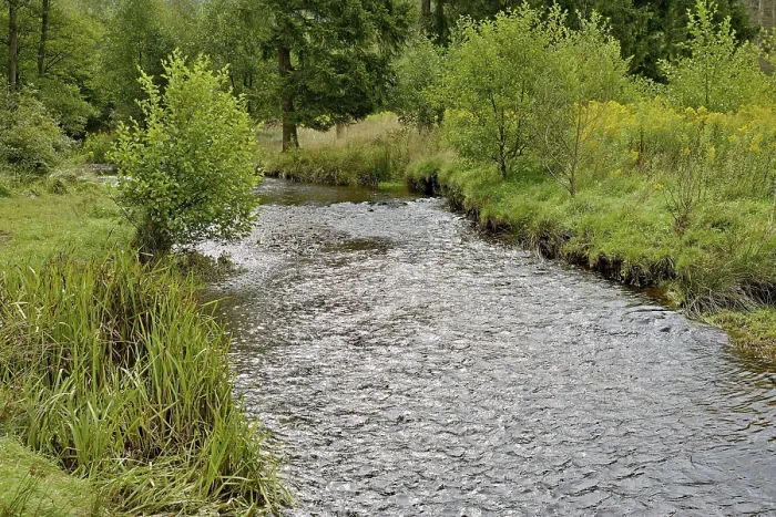 Gerahmter Druck : Waldbach im Arnsberger Wald Gerahmter Druck : Waldbach im Arnsberger Wald