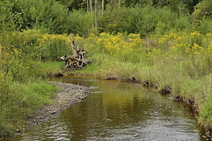 Gerahmter Druck : Waldbach im Arnsberger Wald Gerahmter Druck : Waldbach im Arnsberger Wald