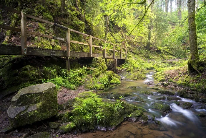 Gerahmter Druck : Wald, ein Bach mit Moos und Steinen. Gerahmter Druck : Wald, ein Bach mit Moos und Steinen.