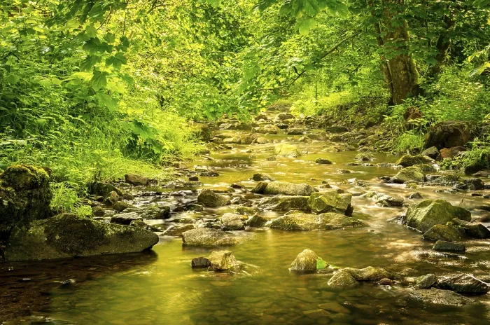 Gerahmter Druck : Wald, ein Bach mit Steinen und etwas Sonnenlicht. Gerahmter Druck : Wald, ein Bach mit Steinen und etwas Sonnenlicht.