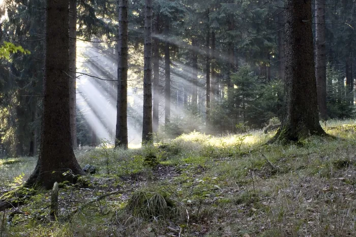 Gerahmter Druck : Wald in Thüringen, Deutschland. Früh am Morgen. Gerahmter Druck : Wald in Thüringen, Deutschland. Früh am Morgen.