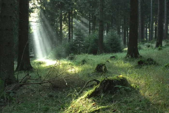 Gerahmter Druck : Wald in Thüringen, Deutschland. Früh am Morgen. Gerahmter Druck : Wald in Thüringen, Deutschland. Früh am Morgen.