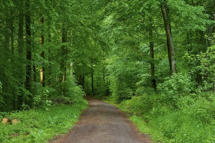 Gerahmter Druck : Ein Waldweg führt durch dichten. Gerahmter Druck : Ein Waldweg führt durch dichten.