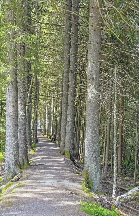 Gerahmter Druck : Waldweg im Schwarzwald-Hochland. Gerahmter Druck : Waldweg im Schwarzwald-Hochland.
