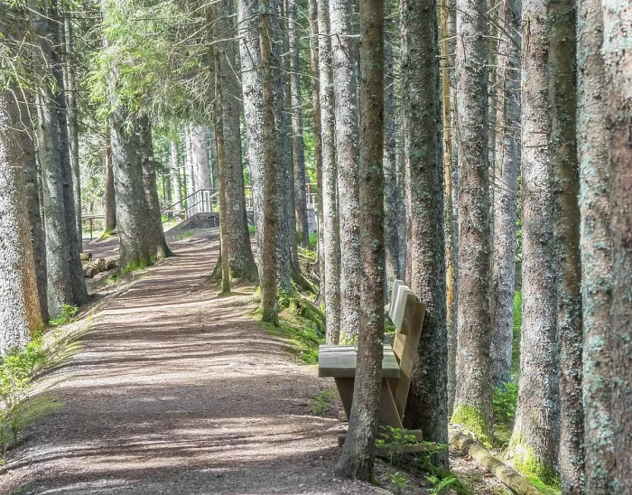 Gerahmter Druck : Waldweg im Schwarzwald-Oberland Gerahmter Druck : Waldweg im Schwarzwald-Oberland