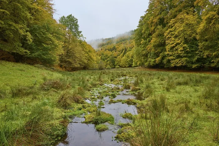 Gerahmter Druck : Wald, Tal, Bach, Wiese Gerahmter Druck : Wald, Tal, Bach, Wiese