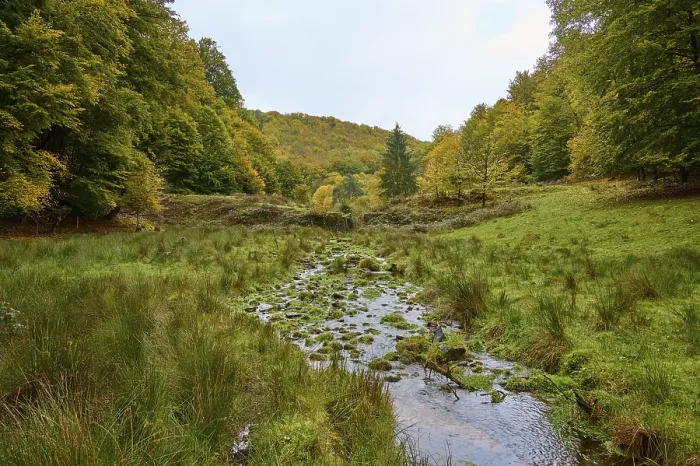 Gerahmter Druck : Wald, Tal, Bach, Wiese Gerahmter Druck : Wald, Tal, Bach, Wiese